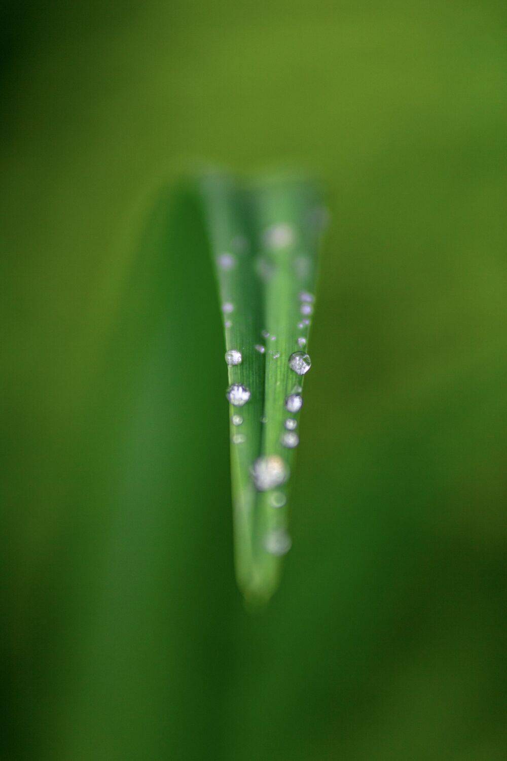 , Сергей Фаренюк