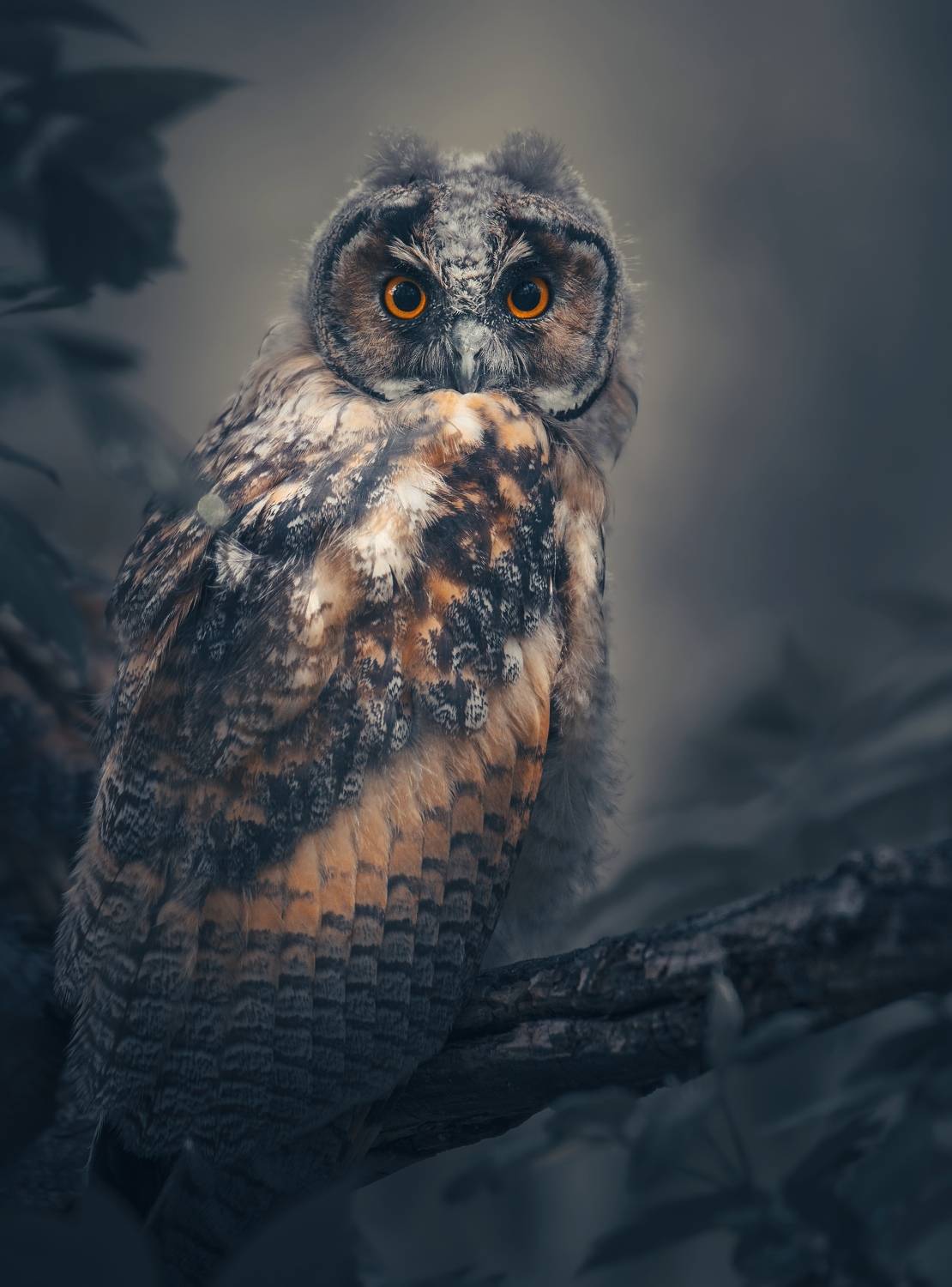 , Никон Александр