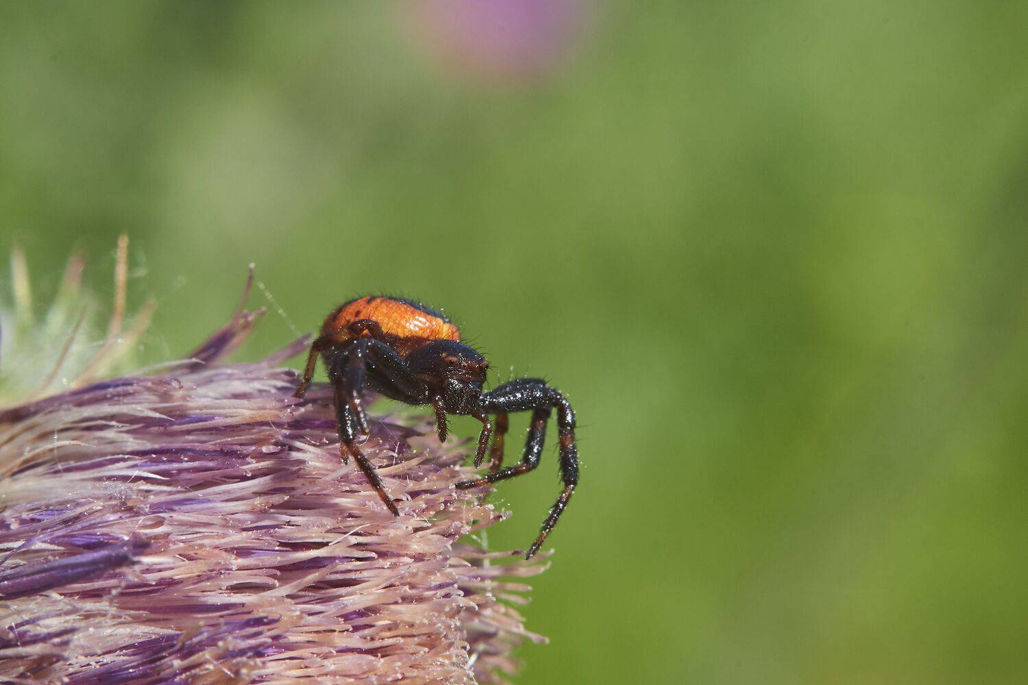 Synema globosum, spyder, macro, macro photo, volgograd, russia, wildlife,, Сторчилов Павел