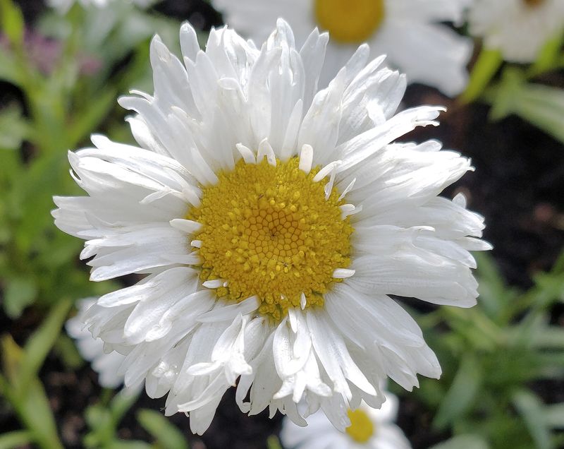 Лохматая фото превью