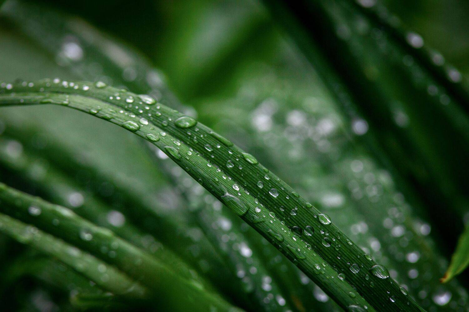 , Сергей Фаренюк