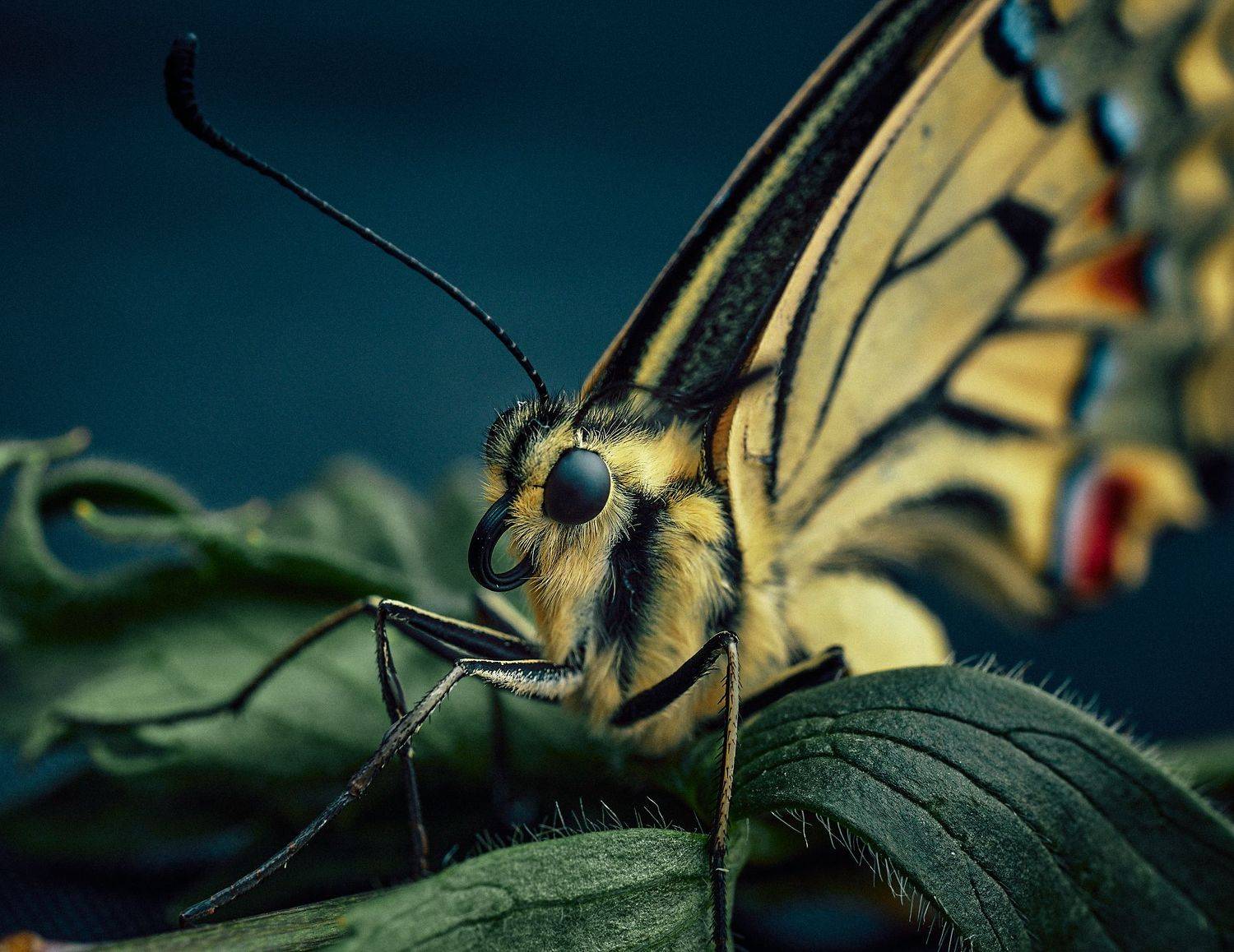 Махаон бабочка, Mikhail Khmelevskiy