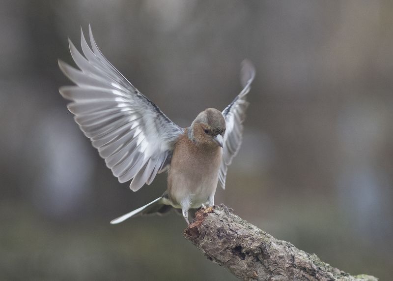 Зяблик фото превью