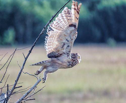 Болотная сова (серия)