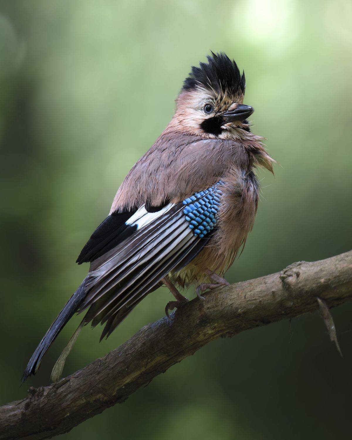 , Поляков Михаил