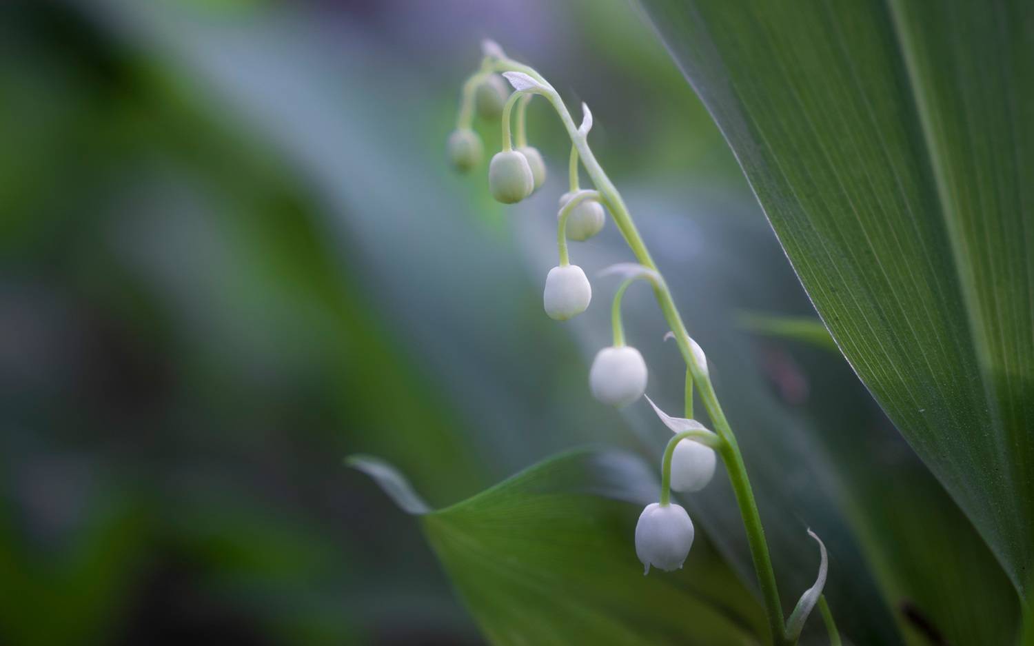 ландыши, Валерий Вождаев