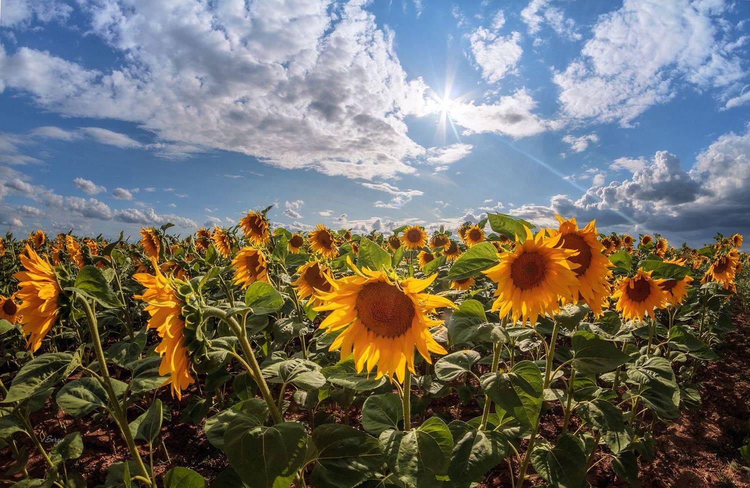 Беларусь, Серж Домбровский