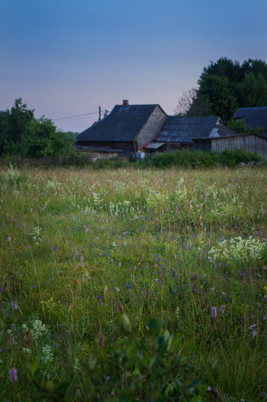 Разнотравье (За околицей) фото превью