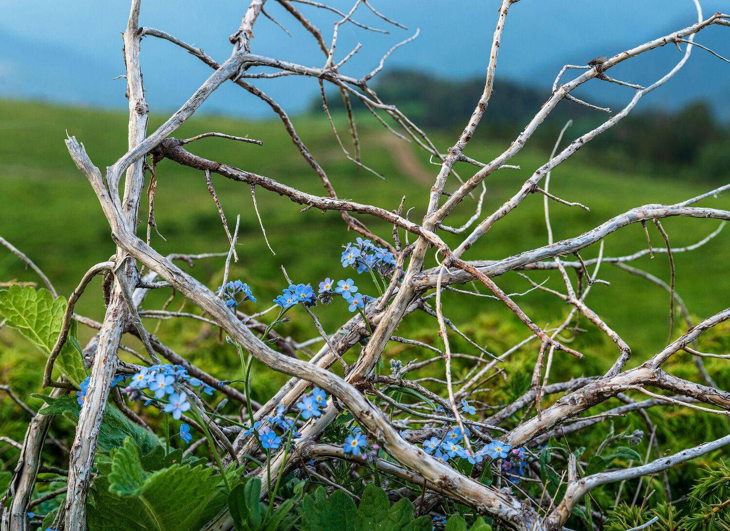 , Валерий Одинцов