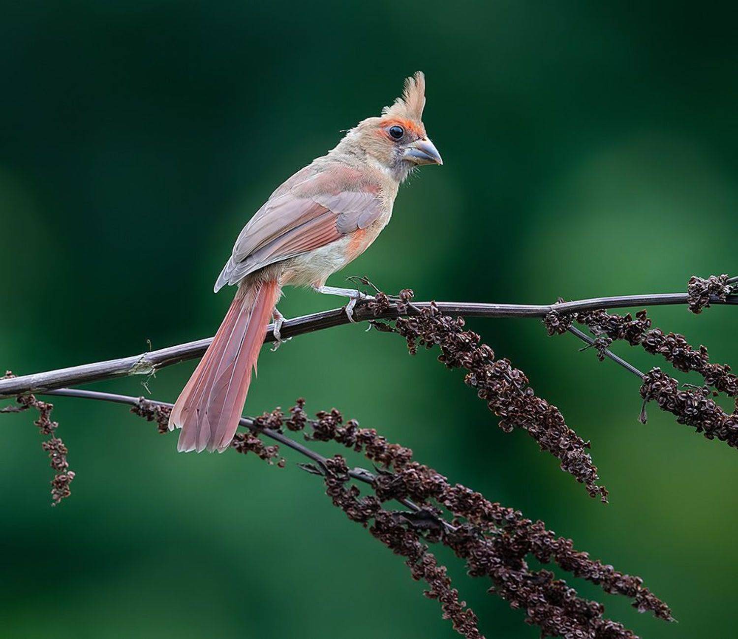красный кардинал, northern cardinal, cardinal,кардинал, Etkind Elizabeth