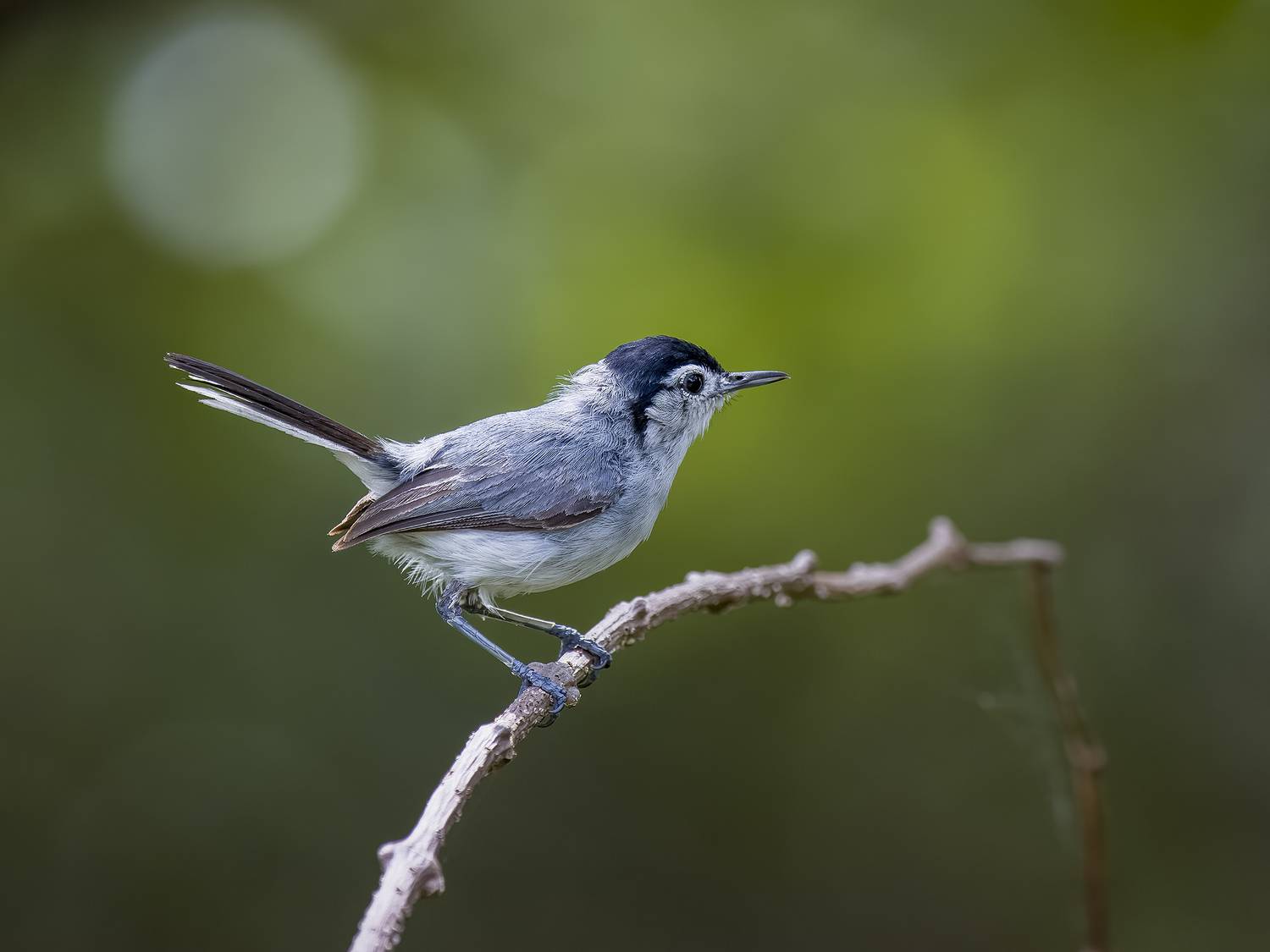 , Burgalin Sequeira Fernando