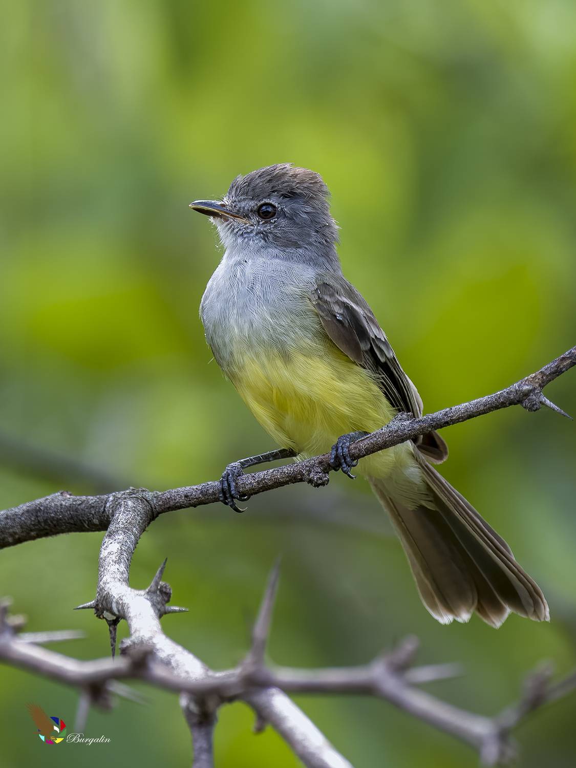 , Burgalin Sequeira Fernando