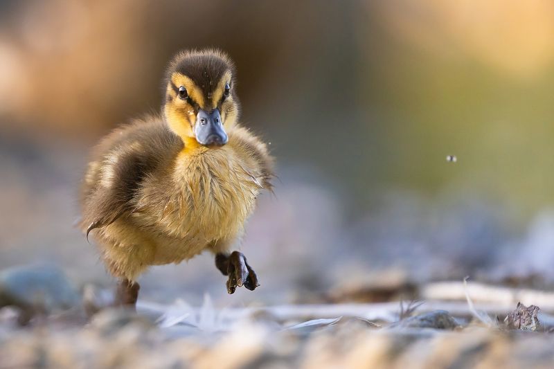 Duckling фото превью