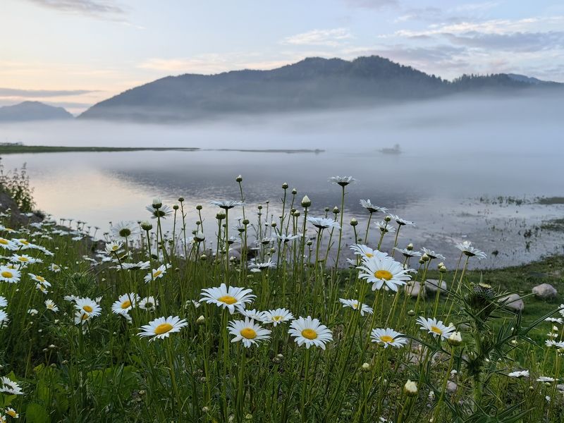 Ромашки на берегу фото превью