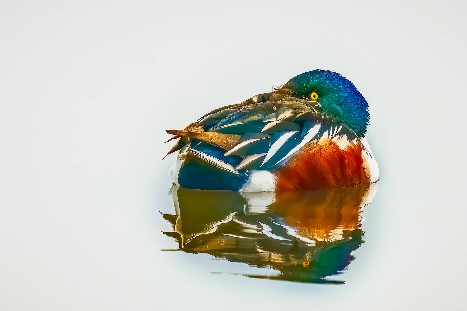 , Шварцман Евгений