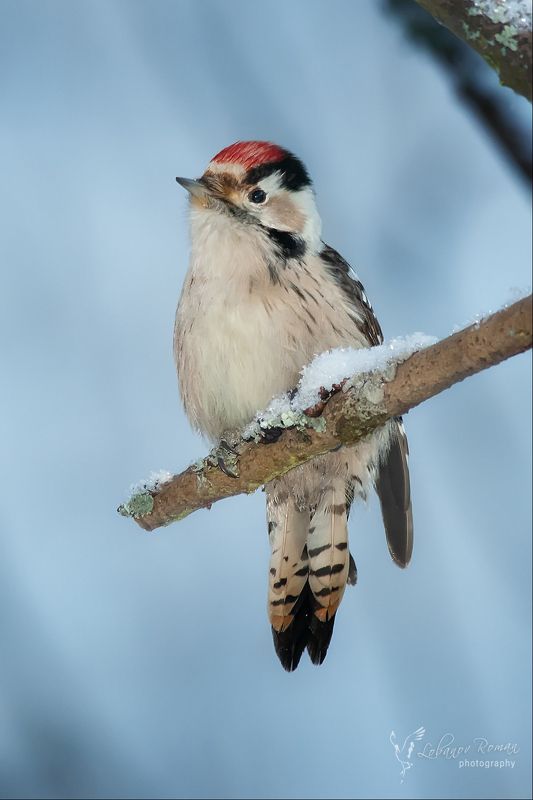 * * * фото превью