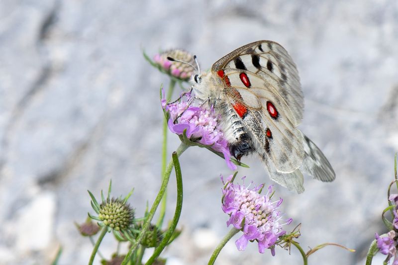 Tatry in foto фото превью