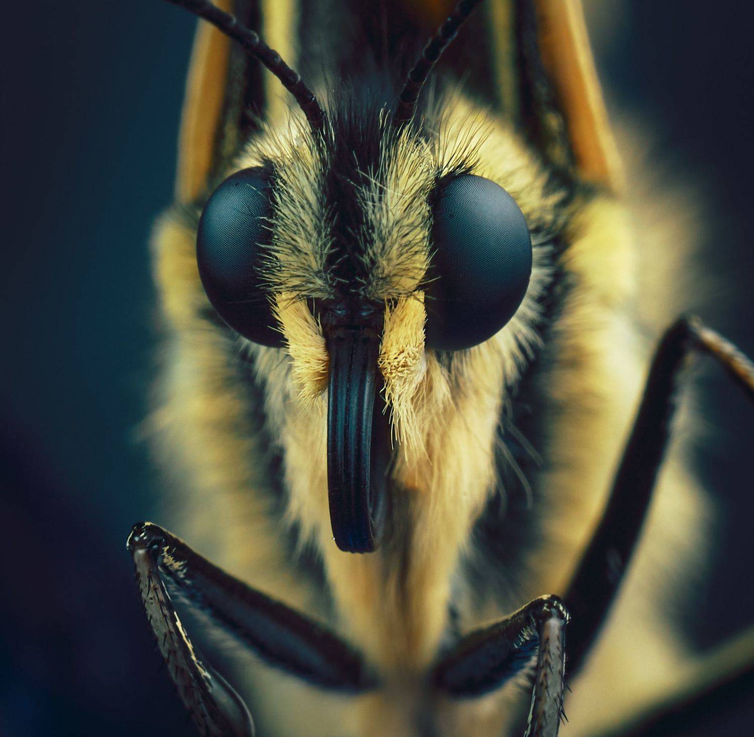 бабочка Махаон макро супермакро макромир микромир, Mikhail Khmelevskiy