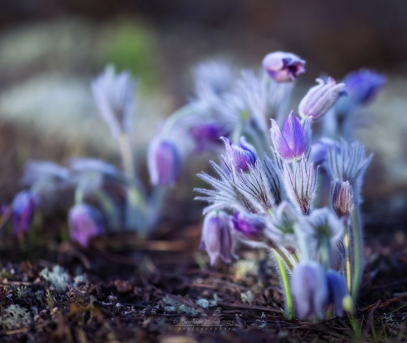 Сон-трава... фото превью