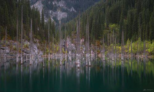 Кардиограмма