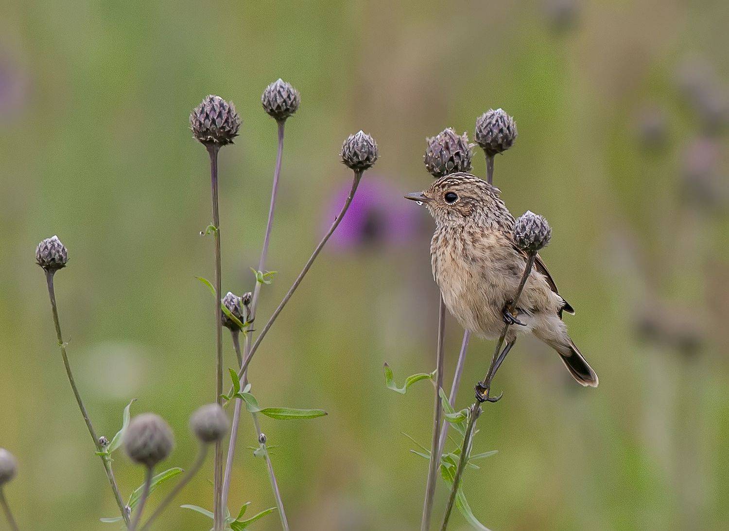 птицы лугов и полей, луговой чекан, лето, Широких Александр