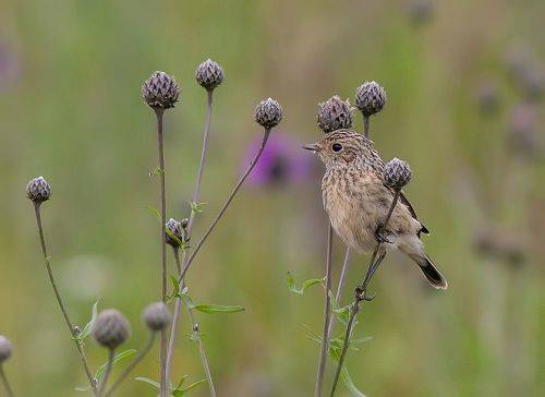 Молодой чекан