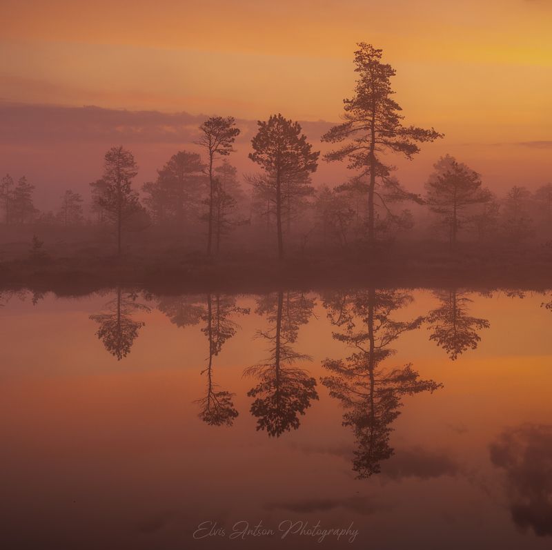 пейзаж, природа, болото, эстония, туман, рассвет, elvisantson Магия болот фото превью