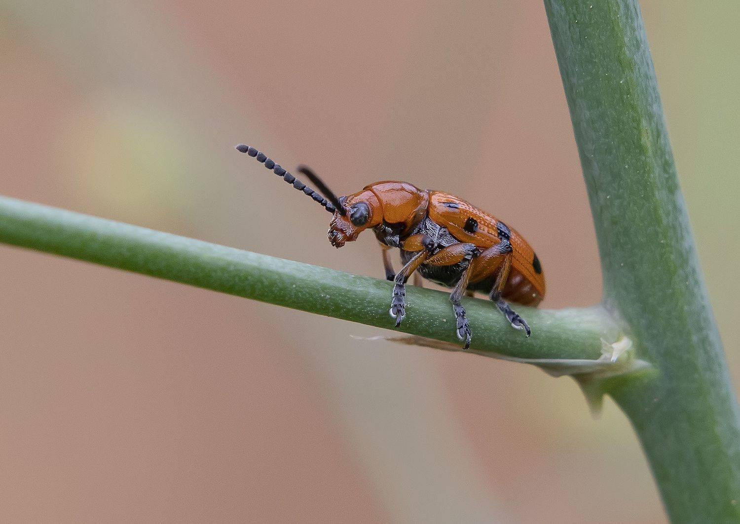 насекомые, трещалка двенадцатиточечная, черешок листа, спаржа, Широких Александр