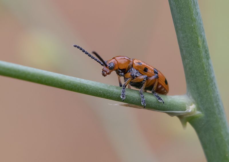 По черешку листа как по бревну фото превью