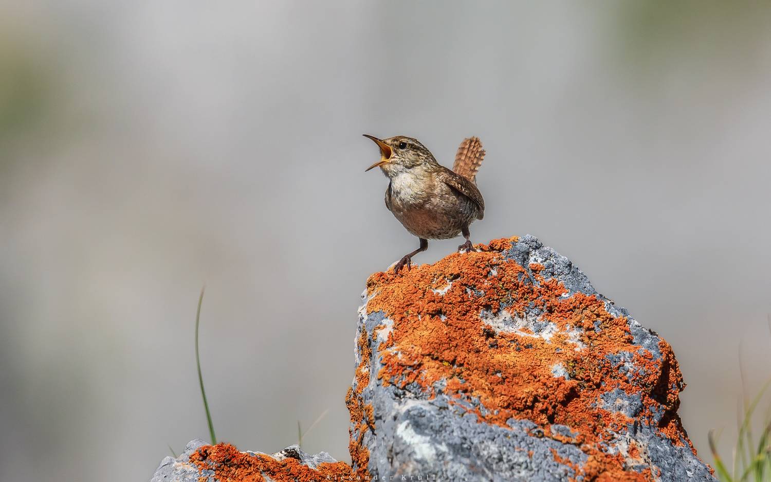 крапивник, подкоренник, орешек, задерихвост, Круль Александр