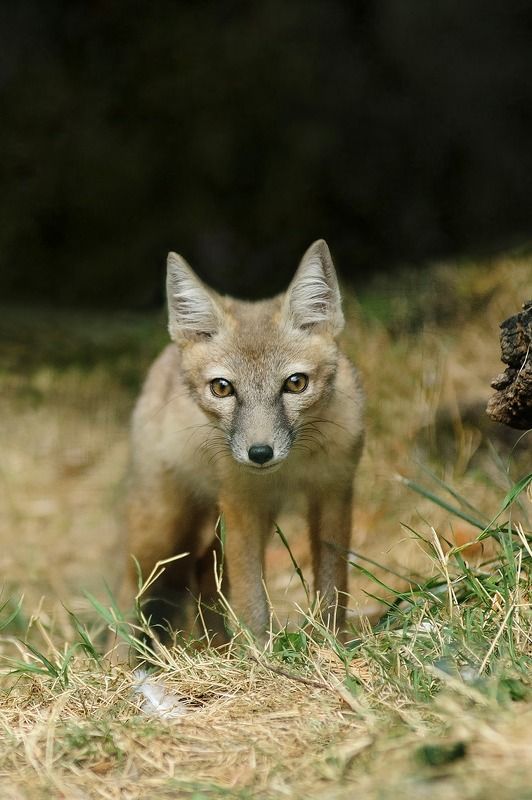 Renard corsac. фото превью