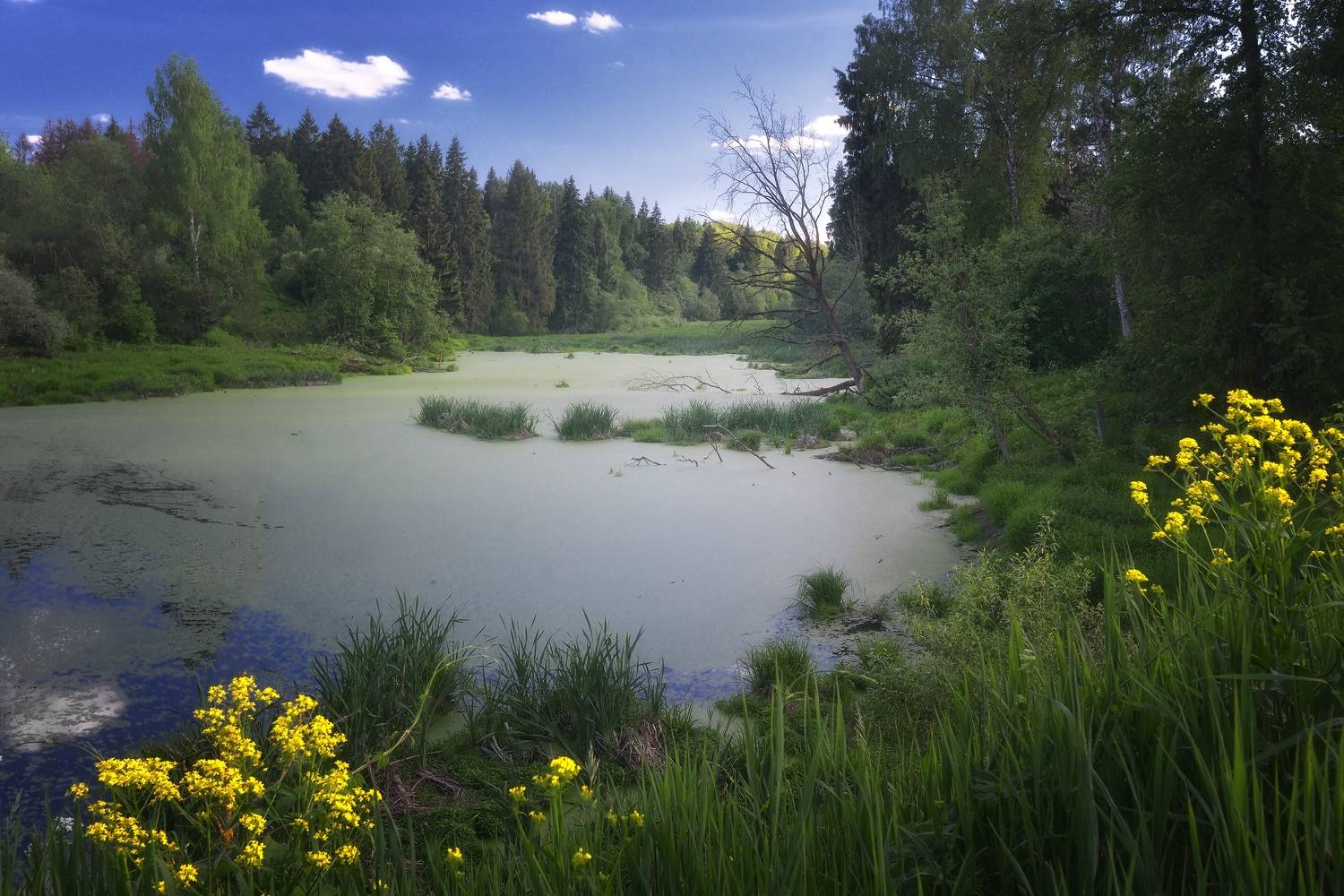 , Алексей Никонов