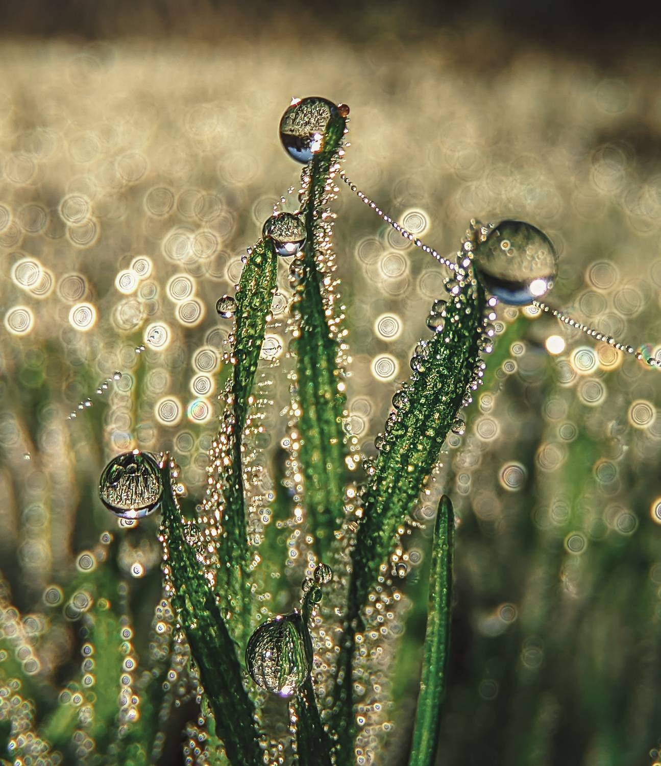 макро,роса.утро,смартфон.природа,травинки,вода, Natalia Bolotenkova