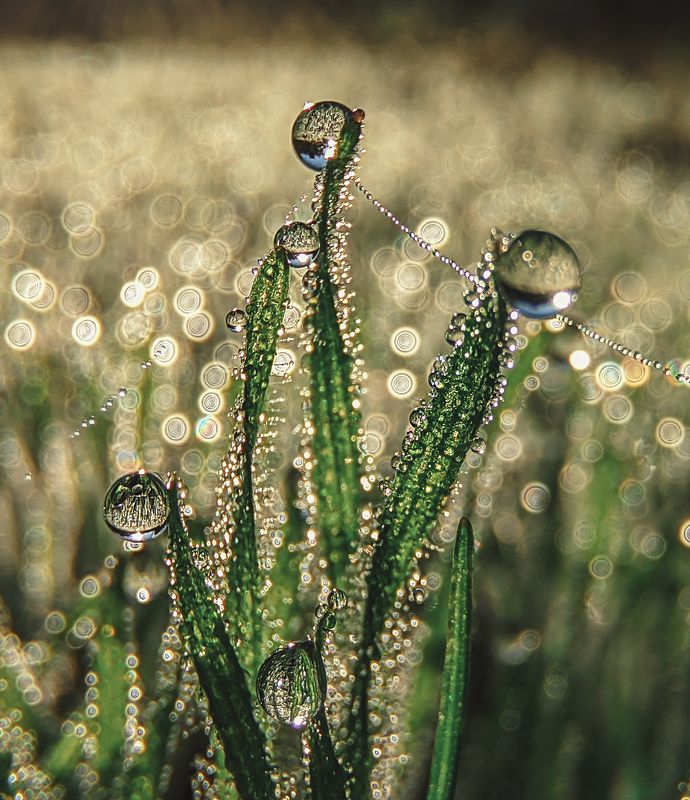 нежность фото превью