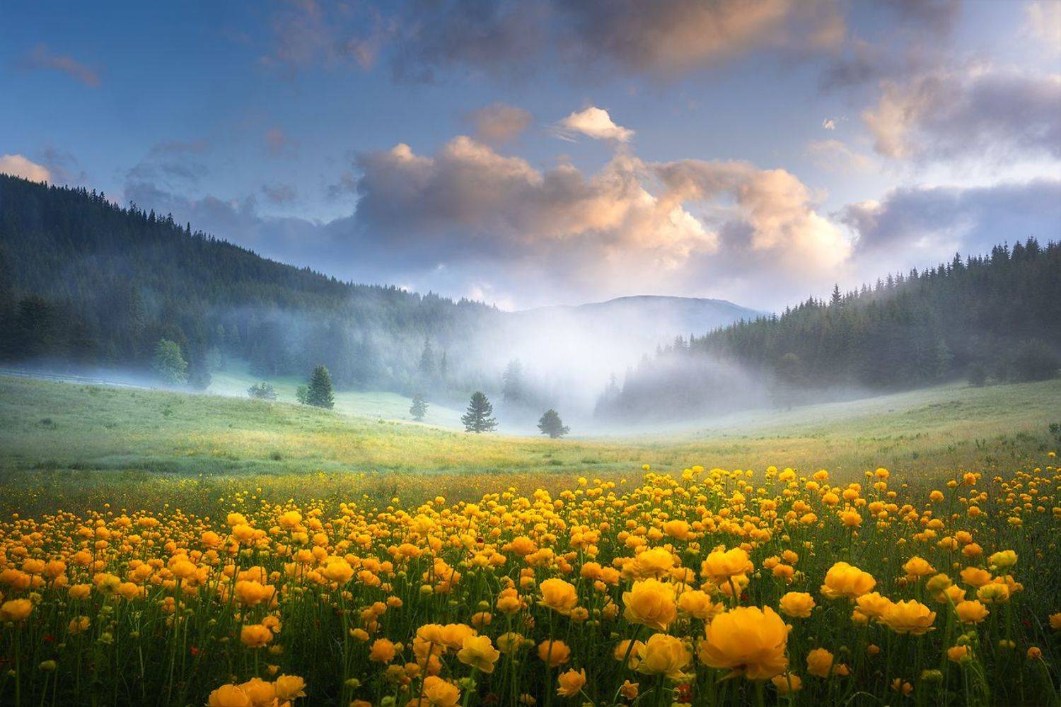 landscape, nature, scenery, summer, sunrise, morning, fog, foggy, mist, misty, clouds, mountain, trees, flowers, пейзаж, рассвет, горы, Александров Александър