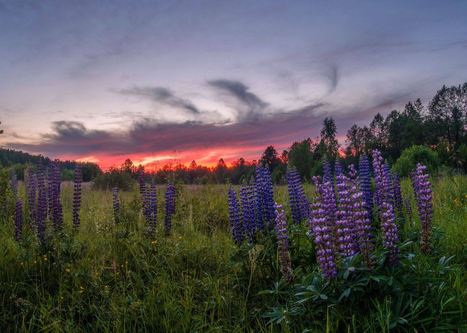 , Николай Колобов