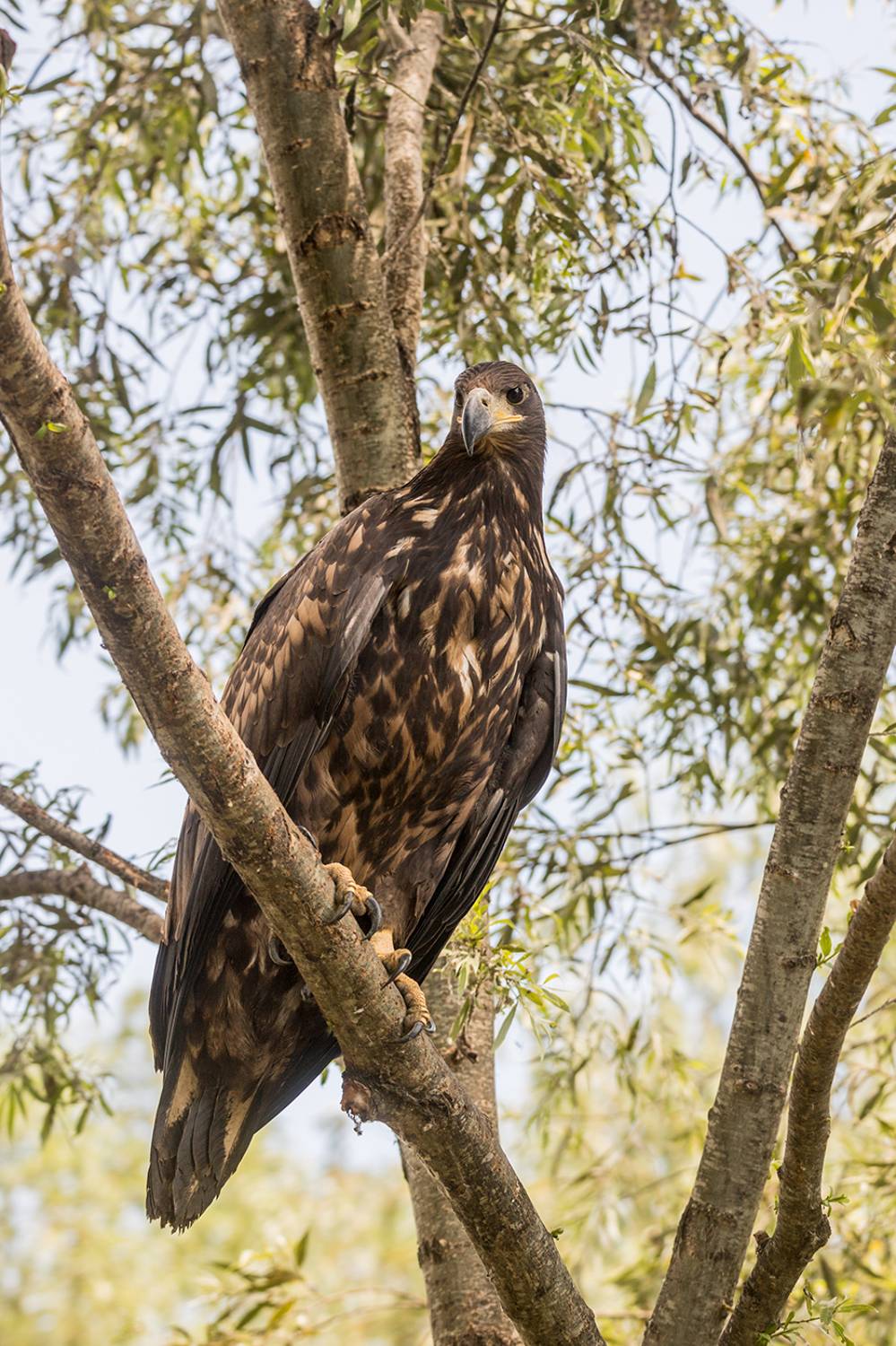 , Илья Михеев