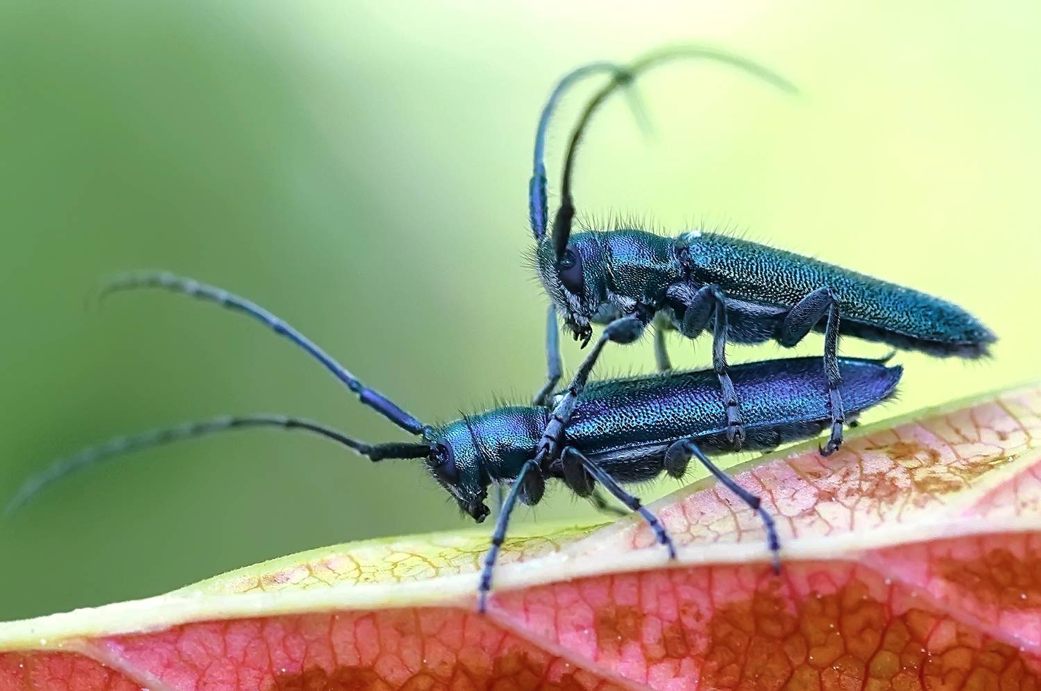 , Галина Горькавая