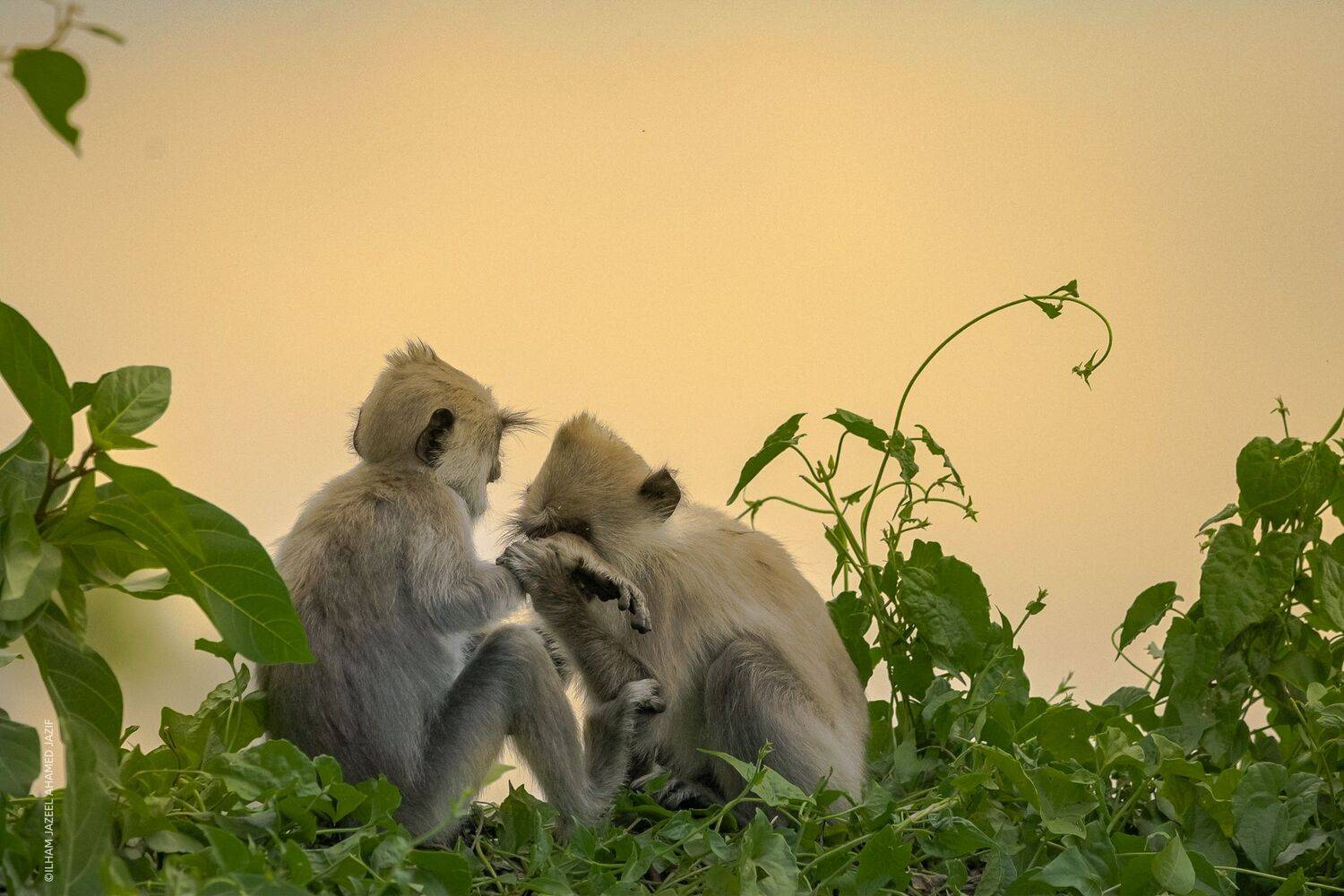 wildlife, nature, srilanka, , jazif, , ahamedjazif, monkey,  Ahamed Jazif