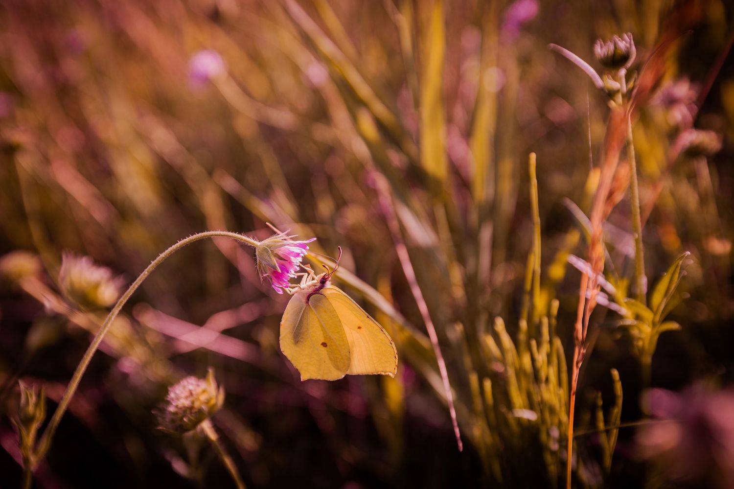 , Krzysztof Trojanowski