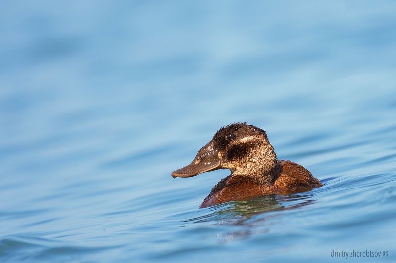 Савка фото превью