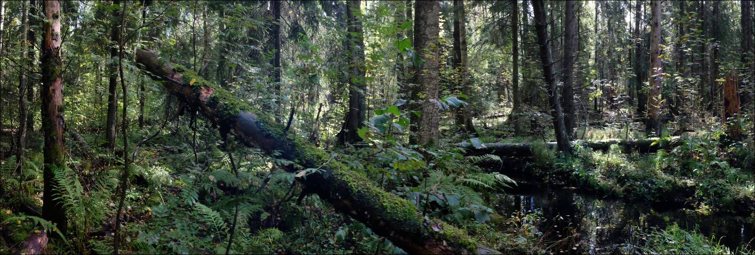 , Георгий Сапожников