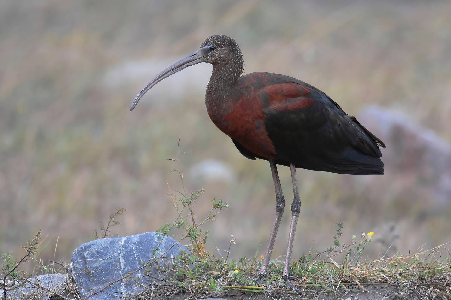 , Дмитрий Шевцов