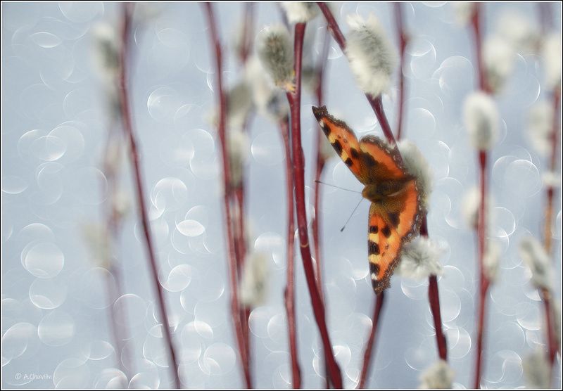верба,бабочка,весна Вербные деньки фото превью