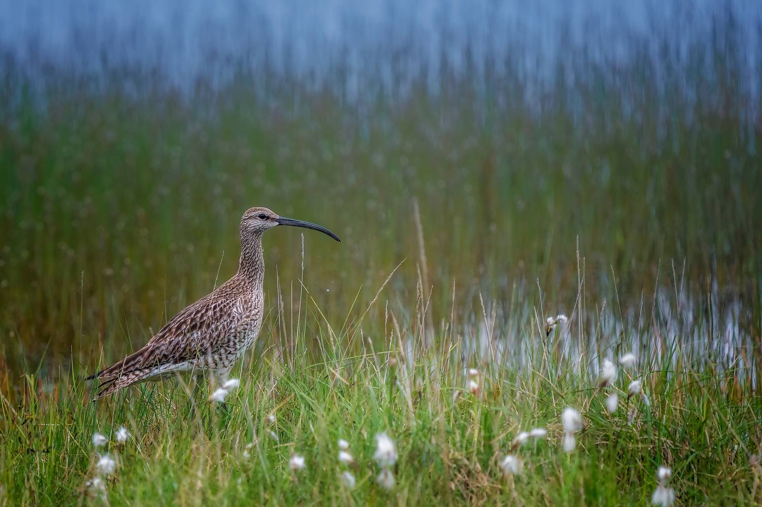 , Lyubomir Momchilov