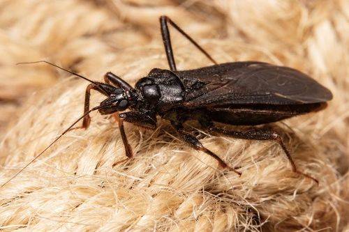 Bug on a jute rope