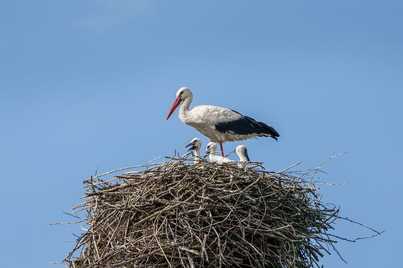 аисты, птицы, фауна, весна, аист, гнездо, птенцы, природа Семья фото превью