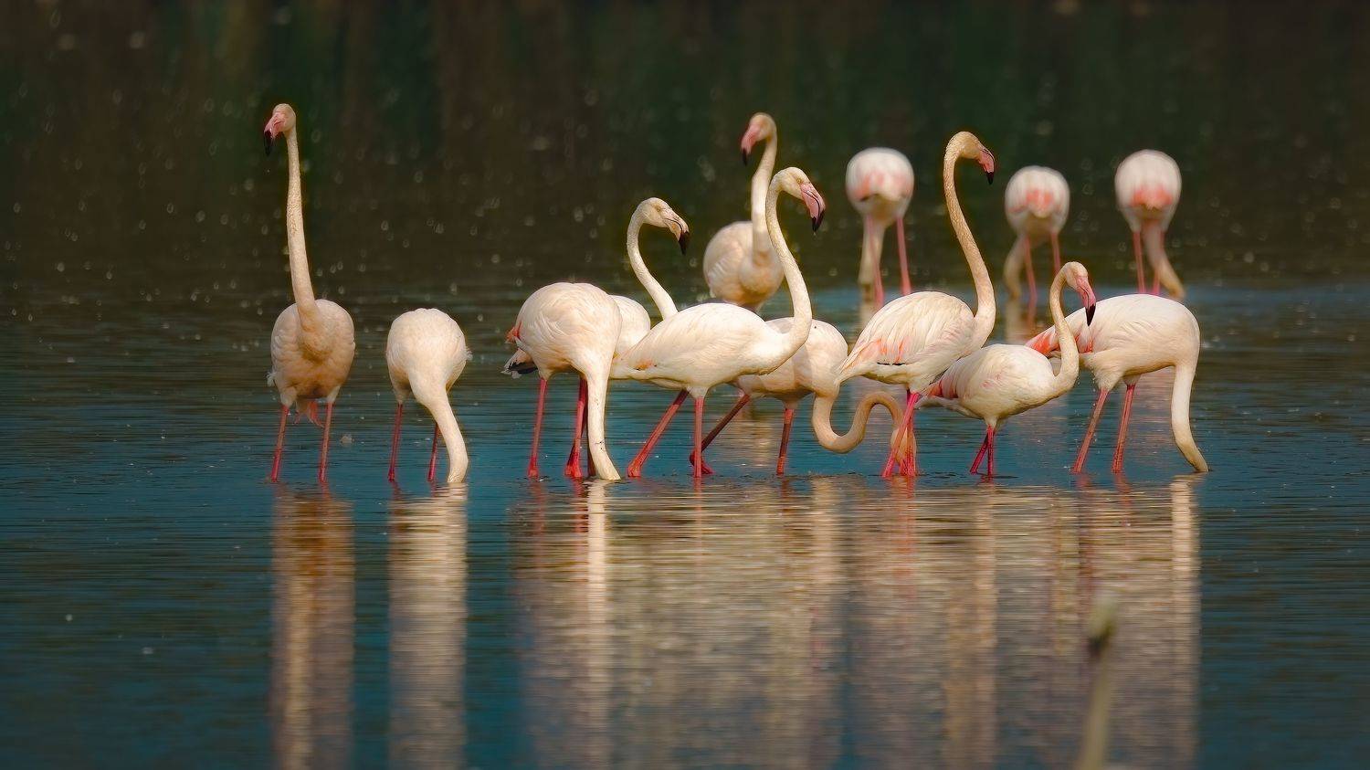 , Шварцман Евгений