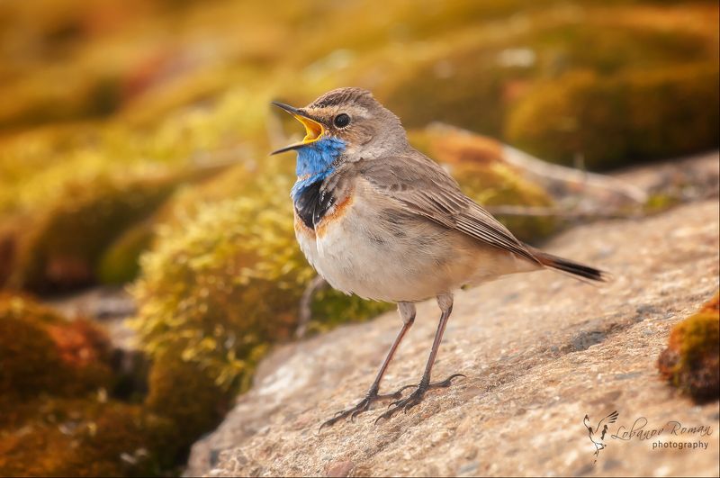 Певец фото превью