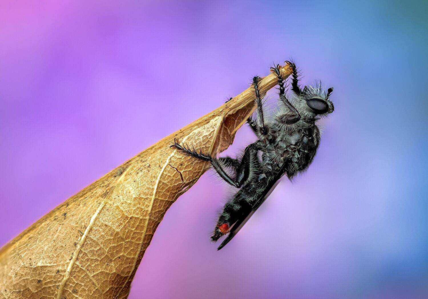 robber fly, insect, leaf, tiger fly, macro, bug, nature wild, robber fly, robber,, Atul Saluja